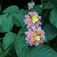 Verbenaceae